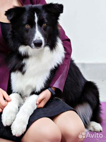 Вязка Бордер колли