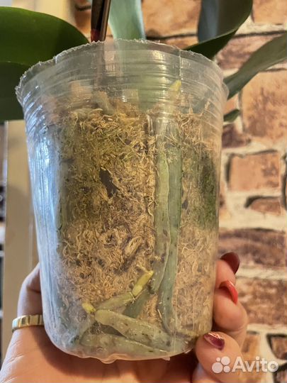 Орхидея фаленопсис