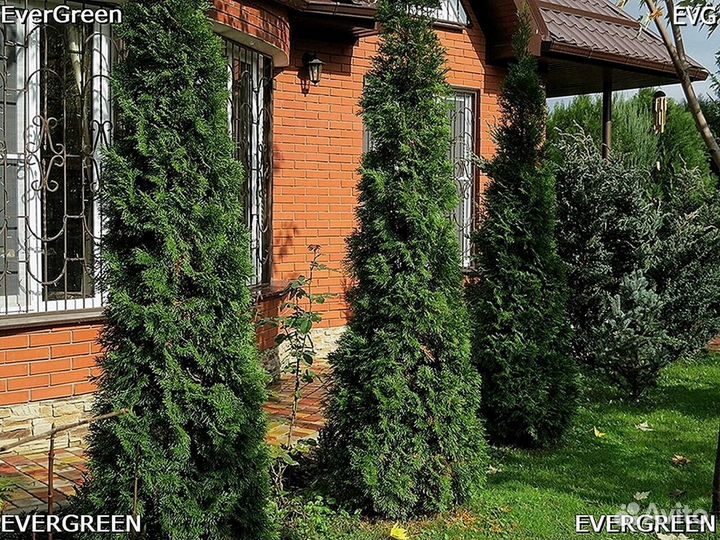 Туя из питомника