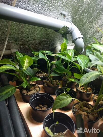 Диффенбахия камилла