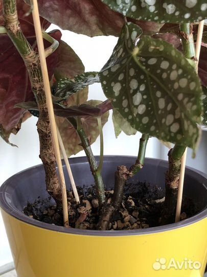 Бегония макулата