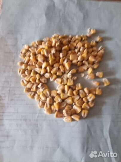 Пшеница,корма,зерно