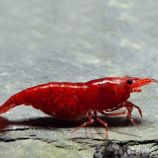 Аквариумные креветки