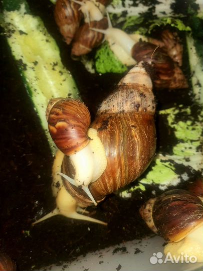 Улитки ахатины ахатинская улитка