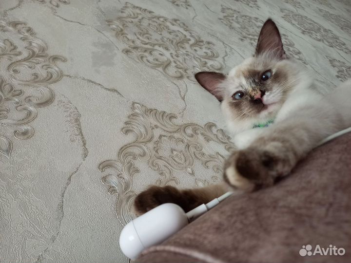 Котята без породы