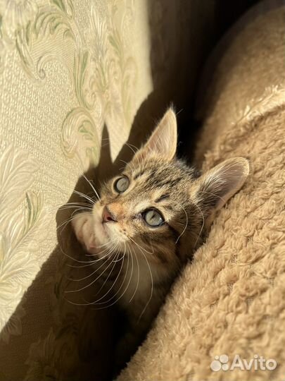 Котенок мальчик 1,5 месяца