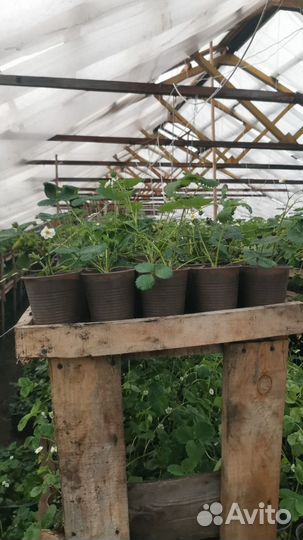 Саженцы клубники оптом