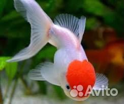 Рыба красная шапка