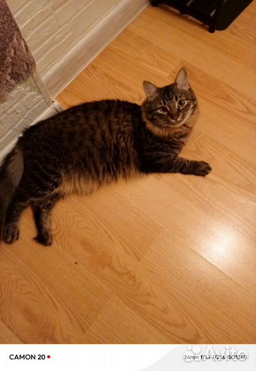 Кот в добрые руки