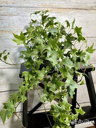 Плющ хедера, активно растущее растение