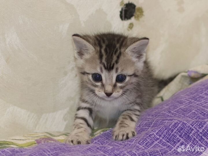 Котенок ищет дом