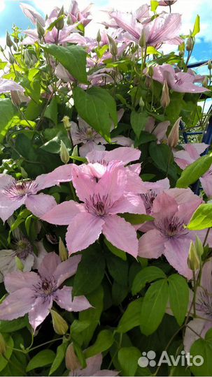 Клематисы, Гейхеры и более 80 видов многолетников