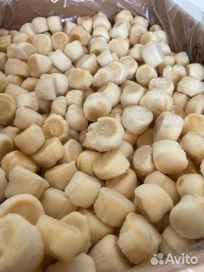 Морской гребешок