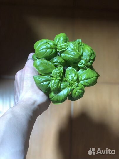 Обучение выращиванию гидропонным методом