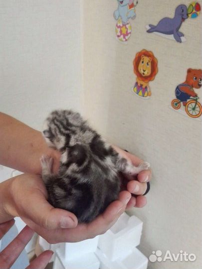 Вязка с шотландским котом