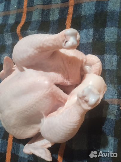 Мясо домашних цыплят