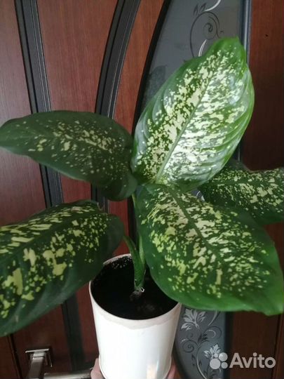 Кливия, молочай трехгранный, диффенбахия