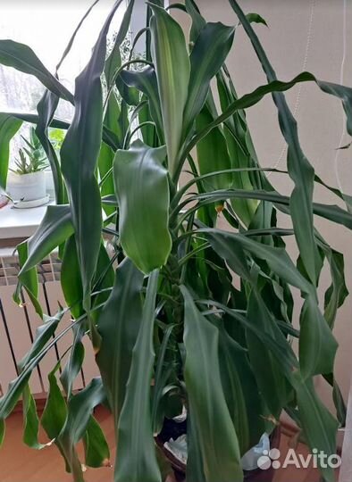 Драцена душистая Фрагранс сорт Массангеала