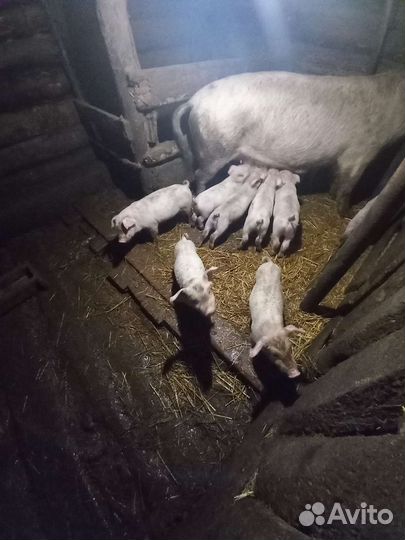 Поросята помес ландрас