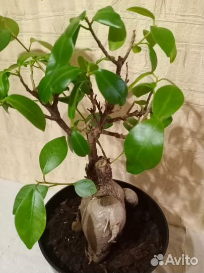 Комнатные растения