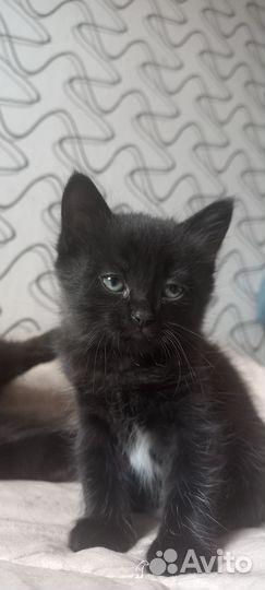 Котёнок 1,5 месяца