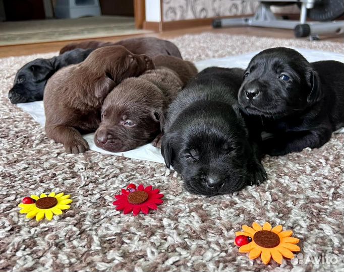 Щенки лабрадора