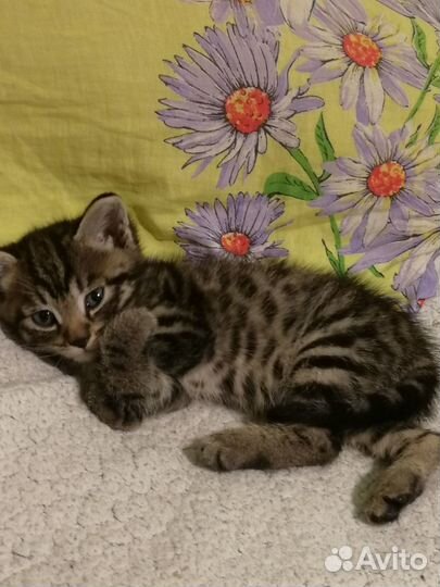 Котенок, кот, животные