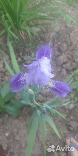 Ирисы