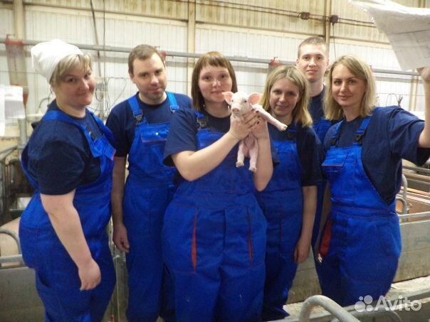 Разнорабочие м/ж/сем.пары на свинофермы вахта