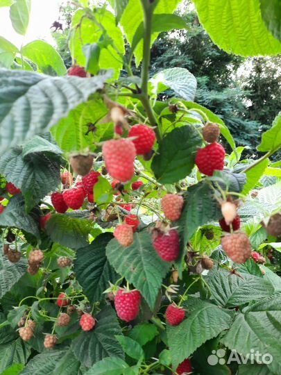 Саженцы ремонтантной малины