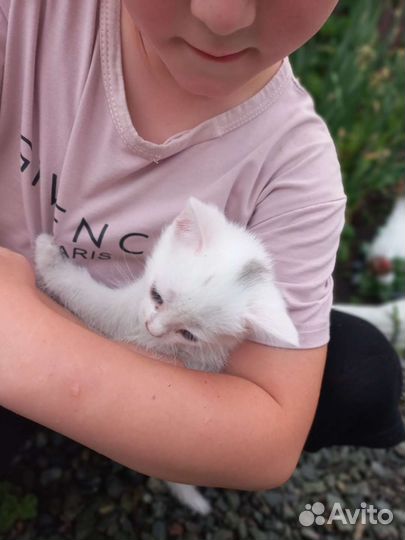 Котята в добрые руки приучены к лотку