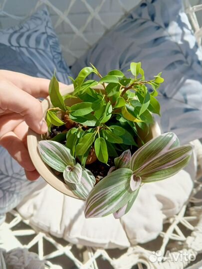 Комнатные растения фикус традесканция хавортия