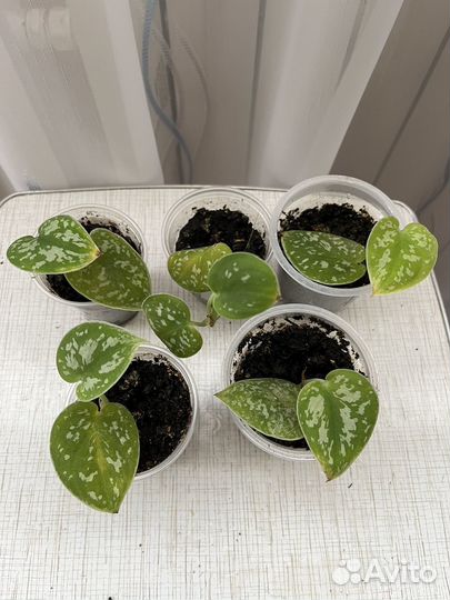 Филодендрон Миканс, сциндапсус