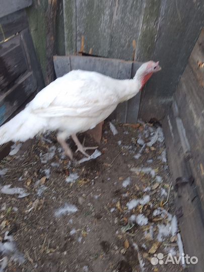 Индюки на мясо и живым весом