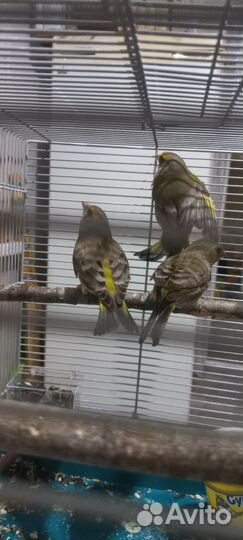 Птица зеленушки