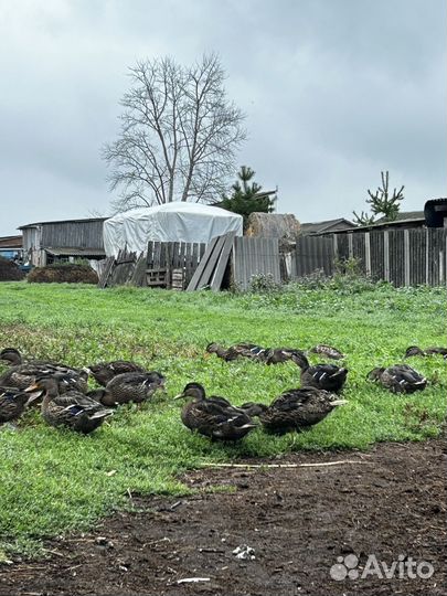 Подсадные утки