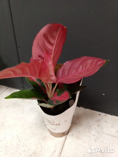 Аглаонема красная в горшке