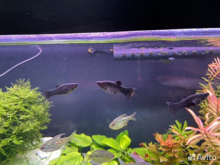 Рыба молинезия