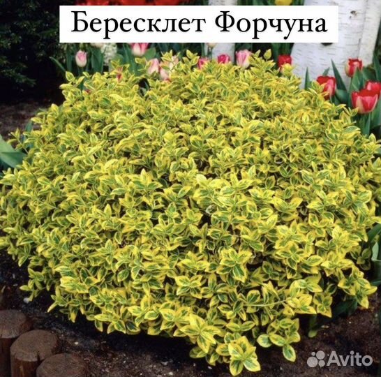 Бересклет Форчуна
