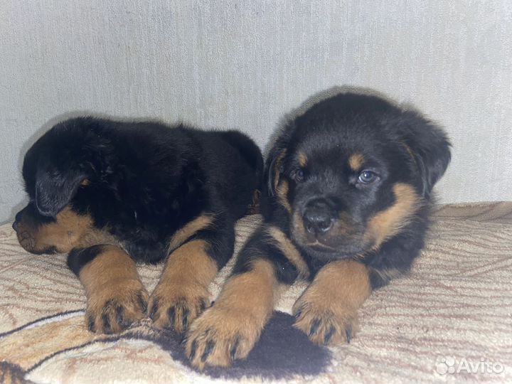 Щенки Ротвейлера