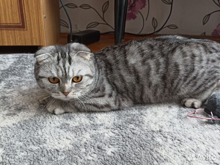 Шотландская вислоухая кошка