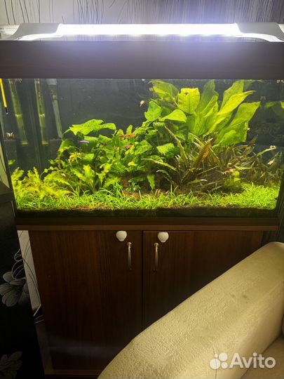 Аквариум с тумбой juwel 125 литров