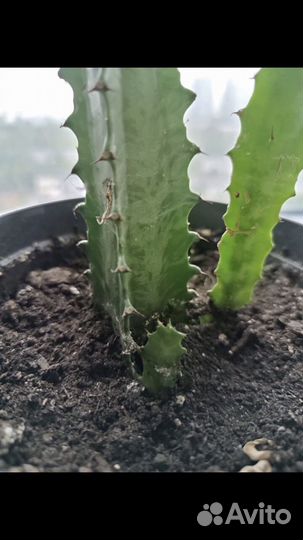 Молочай эуфорбия