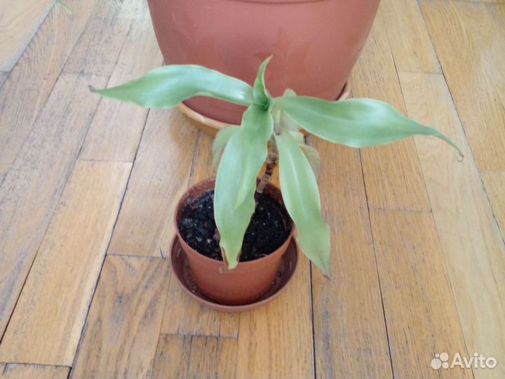 Цветок золотой ус