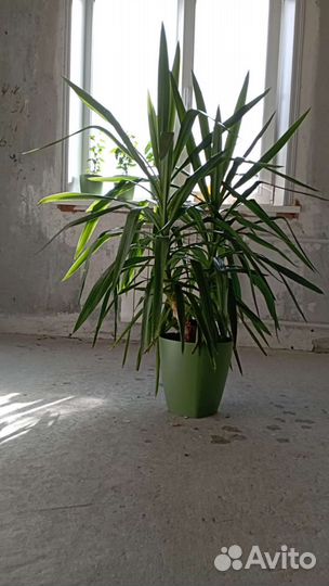 Пальма юкка