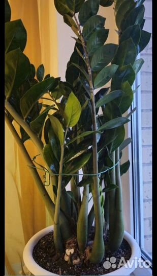 Замиокулькас