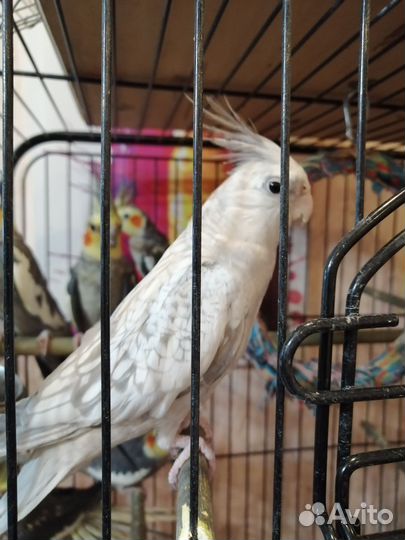 Птенцы. Попугая. Кореллы