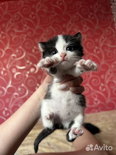 Отдам котенка в добрые руки