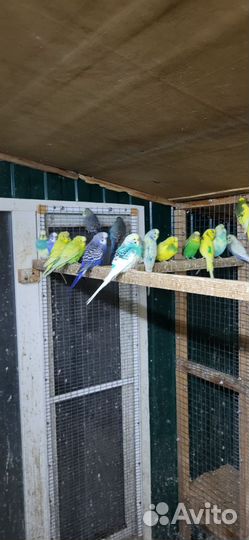 Волнистый попугай