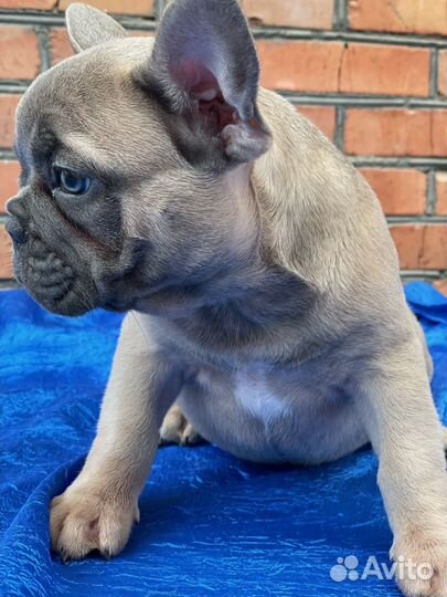 Французский бульдог голубой